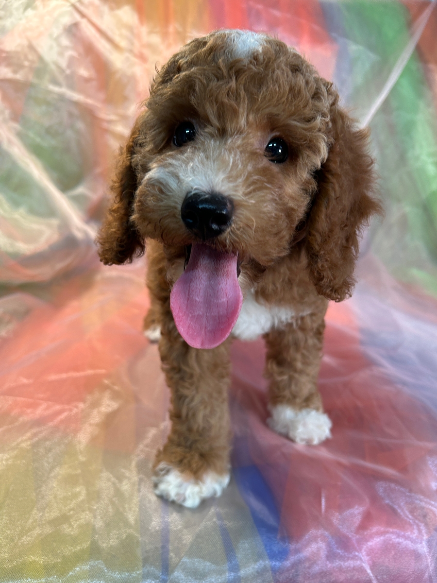 Female Cockapoo Pup for Sale DOB 6-23-2023 $1200